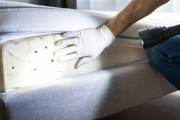 Best Emergency Pest Control  in Plano, IL
