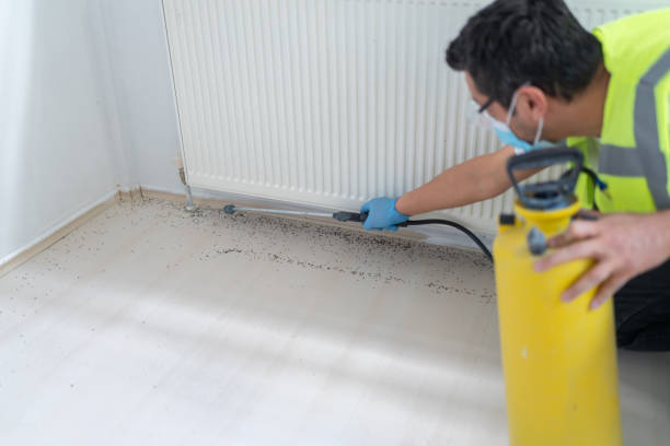 Trusted Plano, IL Pest Control Experts