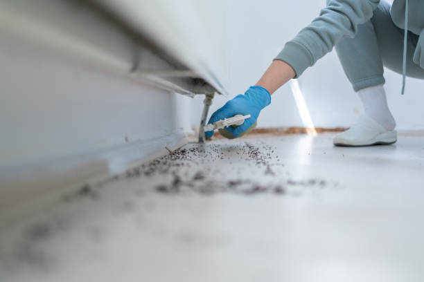 Flea Control Services in Plano, IL